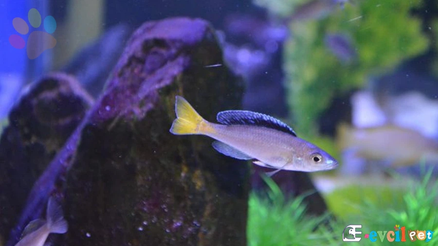 Cyprichromis Leptosoma Beslenme Biçimi
