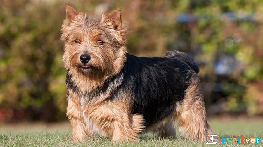 Norwich Terrier Karakter Özellikleri
