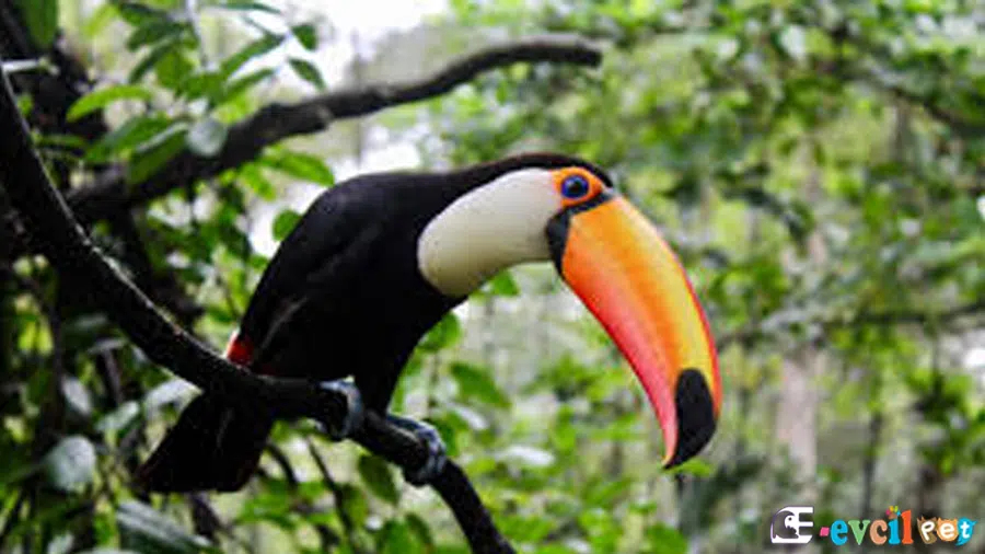 Tukan
