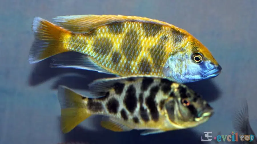Nimbochromis venustus (Venüstüs) Baskın