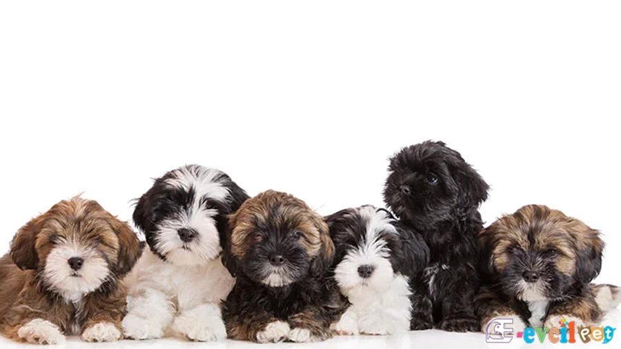 Lhasa Apso Lhasa Apso Genetik Sağlık Sorunları Hastalıkları