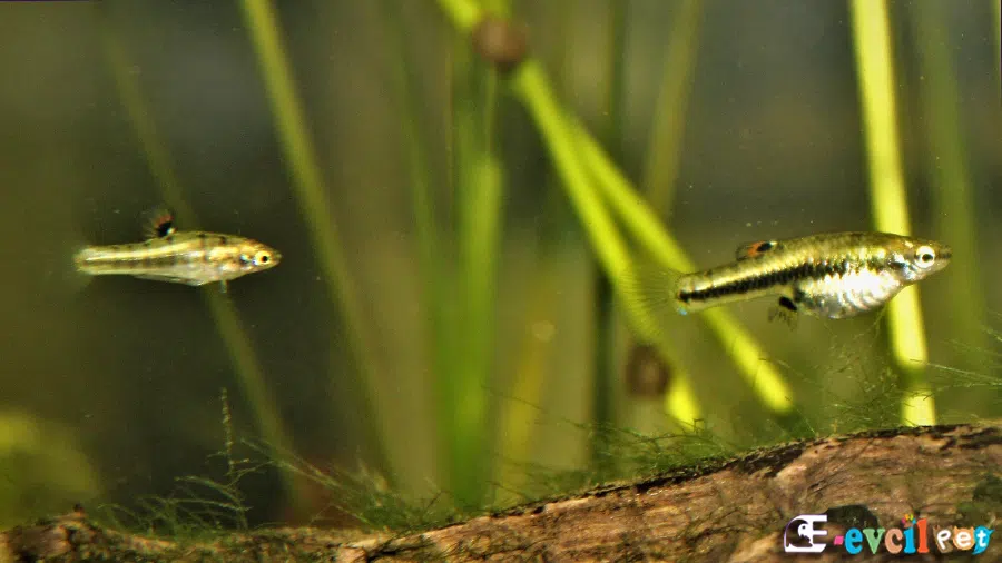 Heterandria formosa Cüce Canlı Doğuran