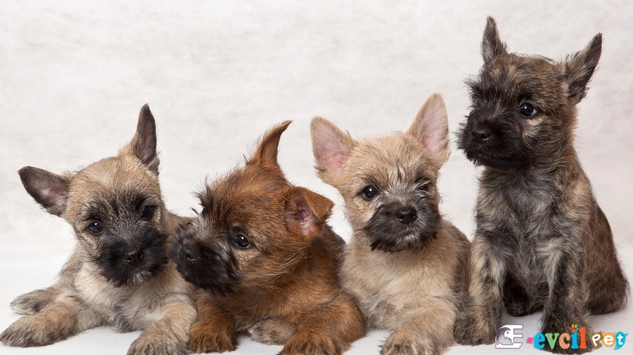 Cairn Terrier Cairn Terrier Genetik Sağlık Sorunları Hastalıkları