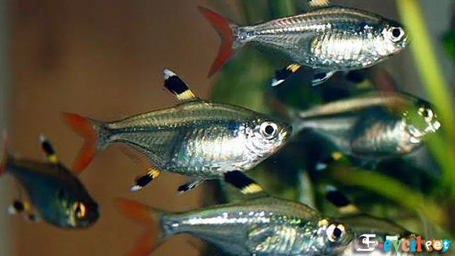 X-Işını (Pristella) Tetra