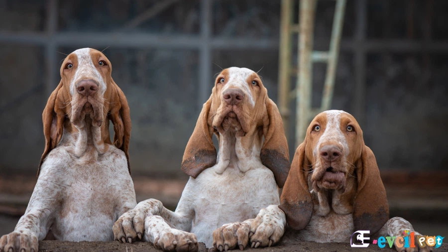 Bracco Italiano