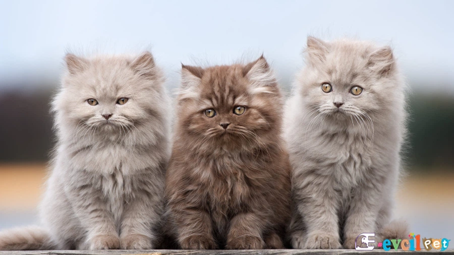 British Longhair Genetik Sağlık Sorunları