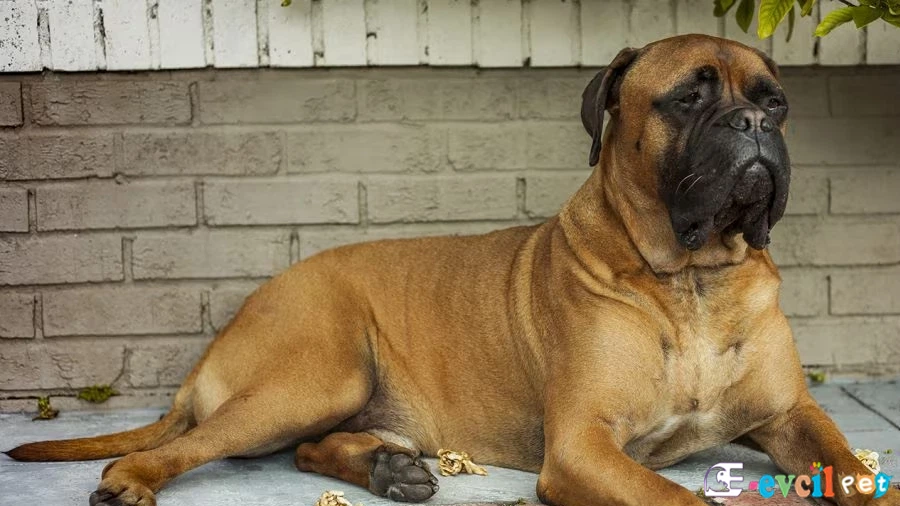 Bullmastiff Bullmastiff Bakımı ve Beslenmesi