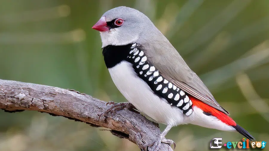 Elmas İspinozu (Diamond Firetail Finch)