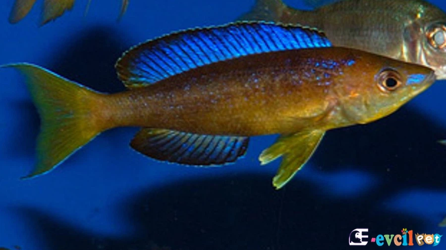 Cyprichromis Microlepidotus