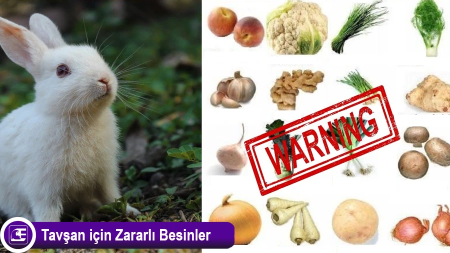 Tavşanlara Zararlı Olan Gıdalar