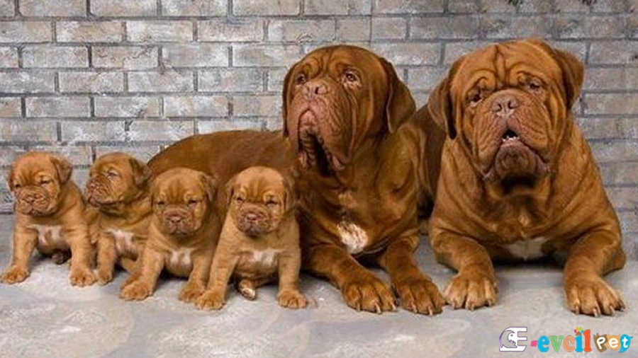 Fransız Mastiff anne baba ve yavruları