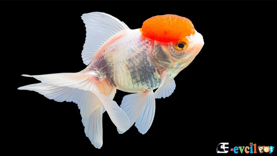 Oranda Japon Balığı