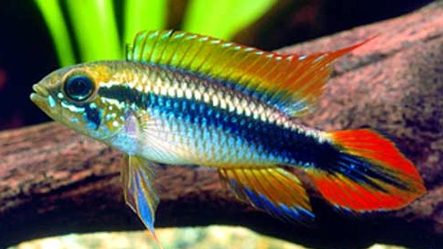 Apistogramma agassizii (Agassiz's Cichlid)