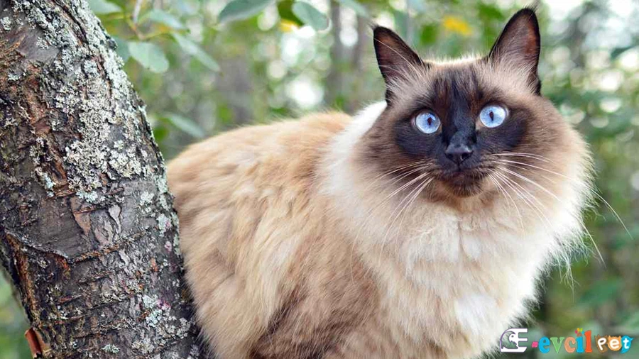 Balinese Fiziksel Özellikleri