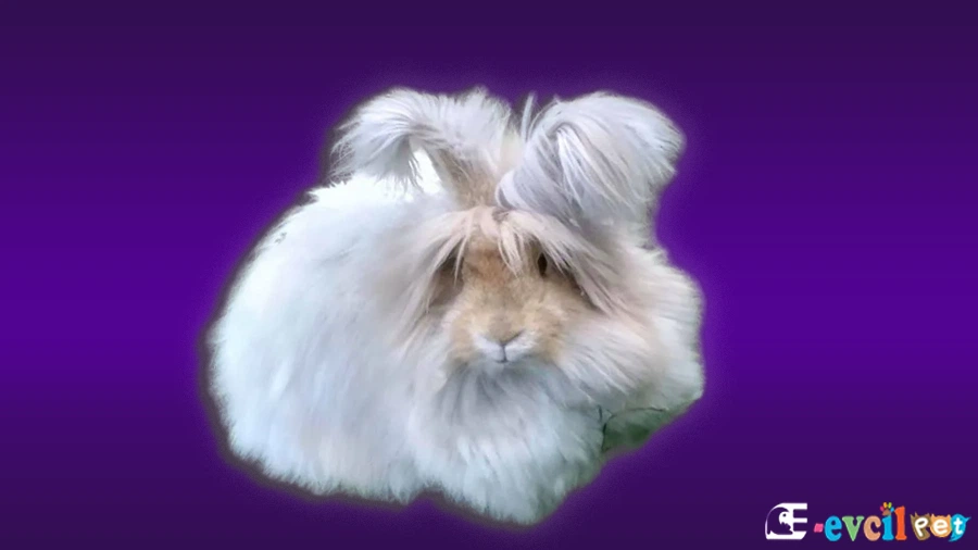Ankara Tavşanı (Angora)