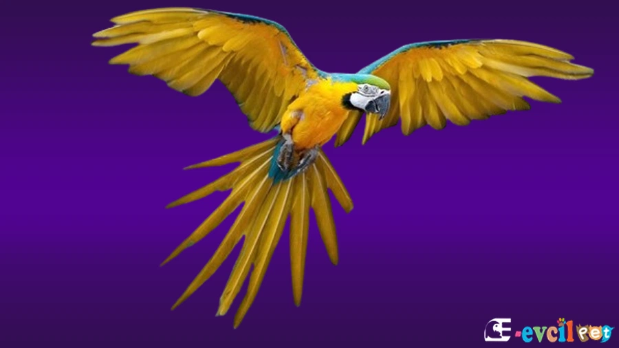 Ara Macaw Papağanı