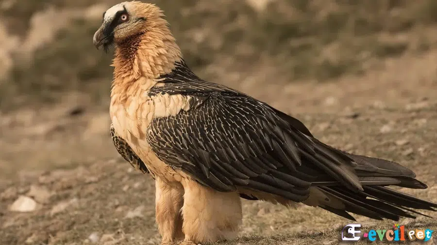 Sakallı Akbaba (Gyps fulvus) Yakın Çekim