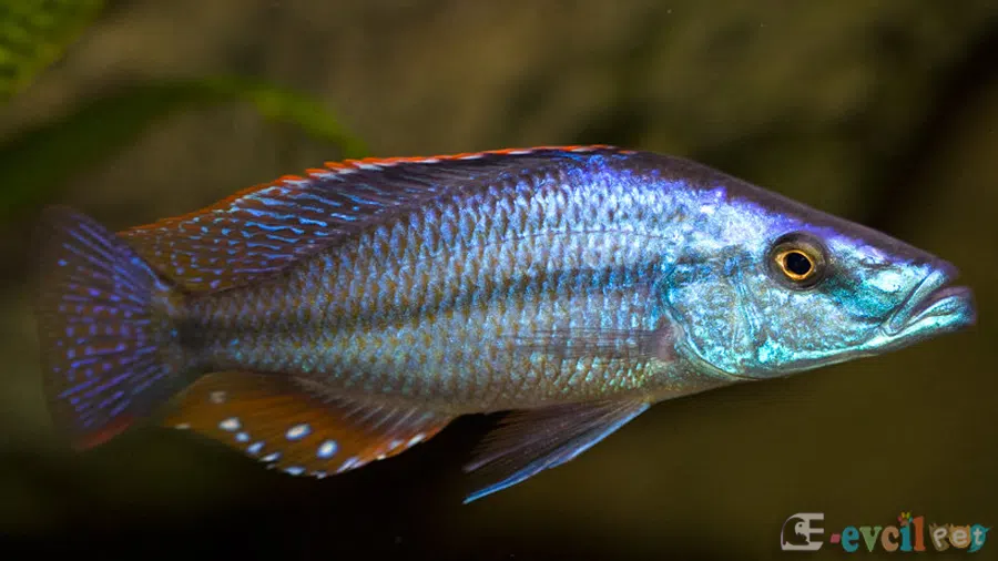 Dimidiochromis compressiceps (Yaprak Cichlid)