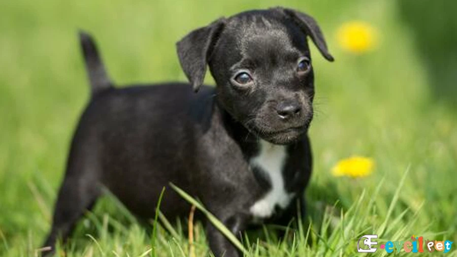 Patterdale Terrier