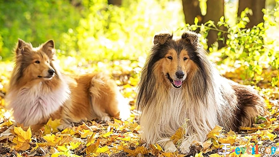 Uzun Tüylü Collie Genetik Sağlık Sorunları