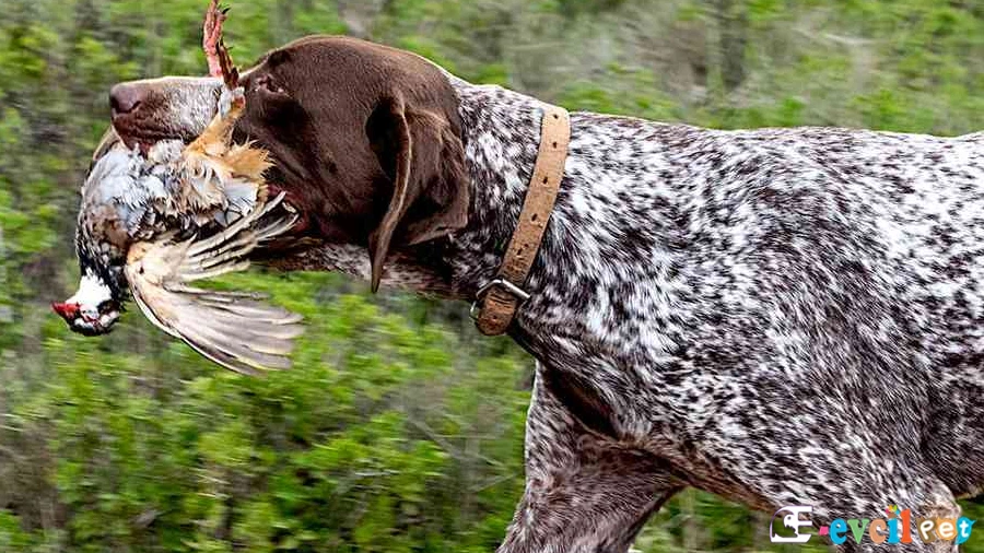 Alman Puanteri (German Shorthaired Pointer) Alman Puanteri Fiziksel Özellikleri (German Shorthaired Pointer)