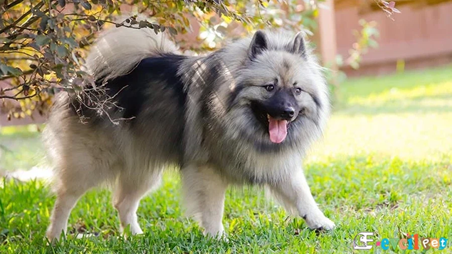 Keeshond Karakter Özellikleri