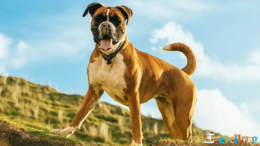 Boxer Köpek (Boksör) Boxer Temel Eğitimi ve Tuvalet Eğitimi (Boksör)