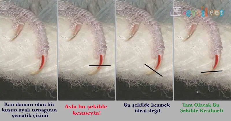 Muhabbet Kuşunun Tırnağı Kesim Şeması