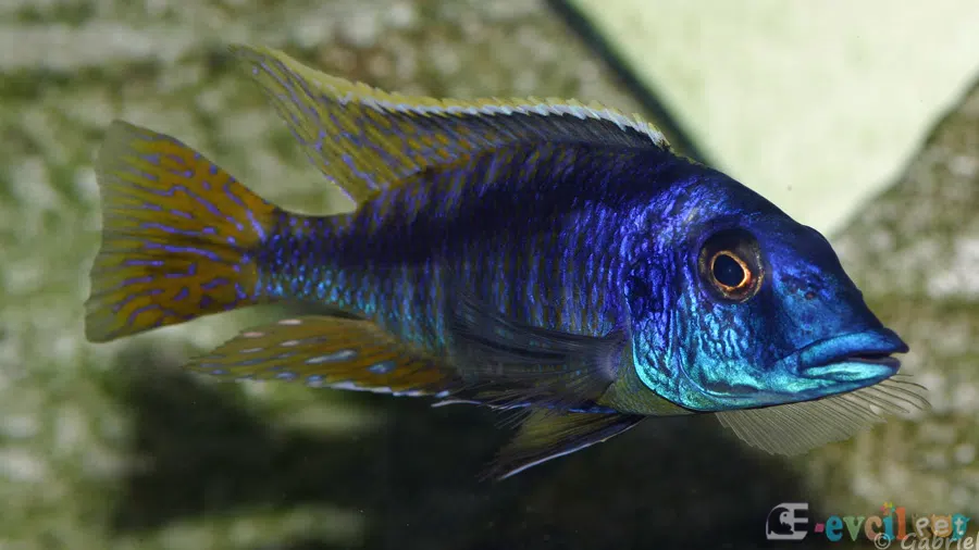 Mylochromis Lateristriga Baskın Erkek