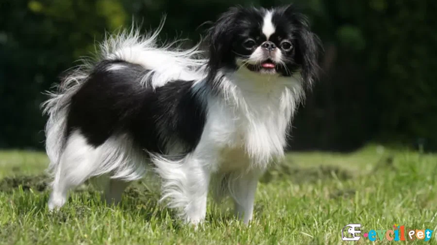 Japon Köpeği Karakter Özellikleri (Japanese Chin)