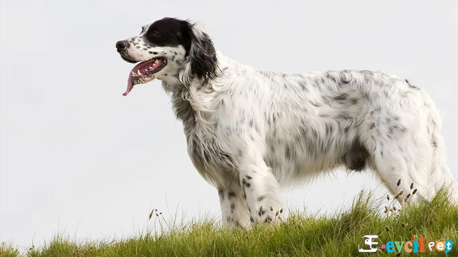 English Setter (İngiliz Seteri)