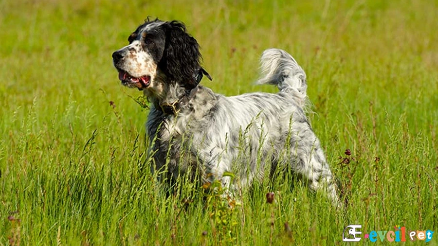 English Setter Karakter Özellikleri (İngiliz Seteri)