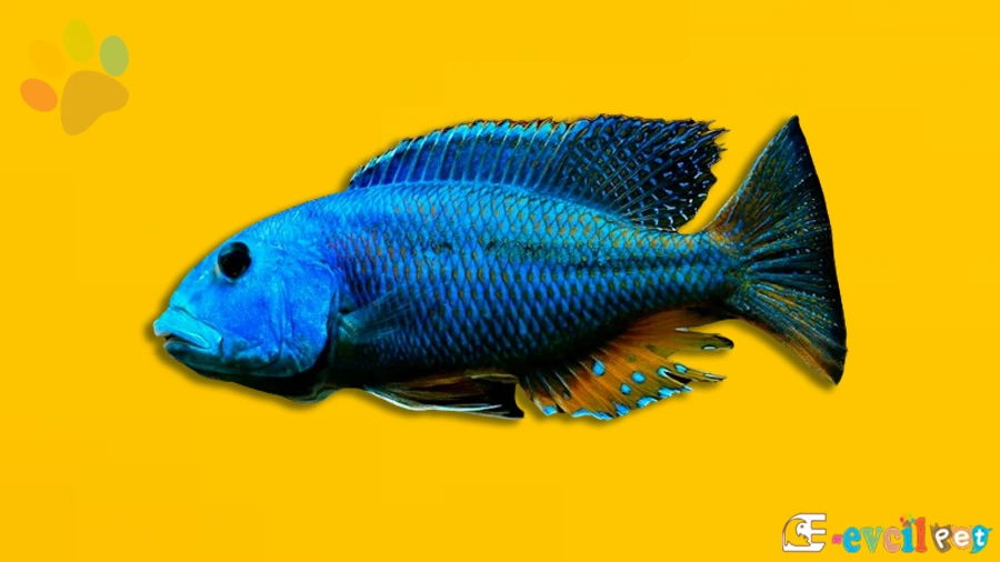 Aristochromis Christyi Fiziksel Özellikleri