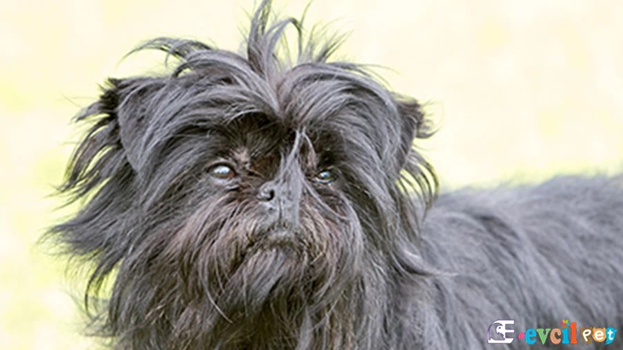 Affenpinscher Fiziksel Özellikleri