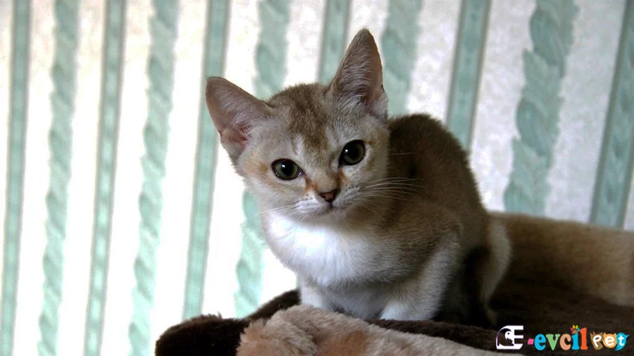 Singapura Kedisi