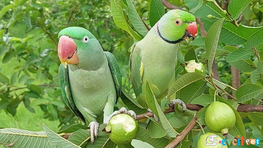 Pakistan papağanı