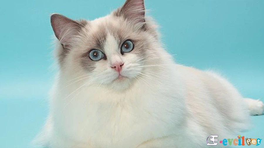 Ragdoll Kedisi