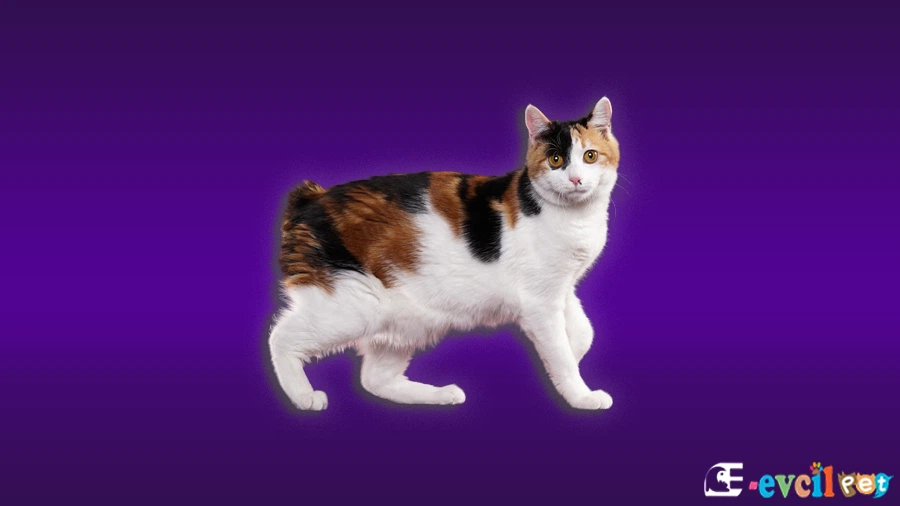 Kurilian Bobtail Kedi