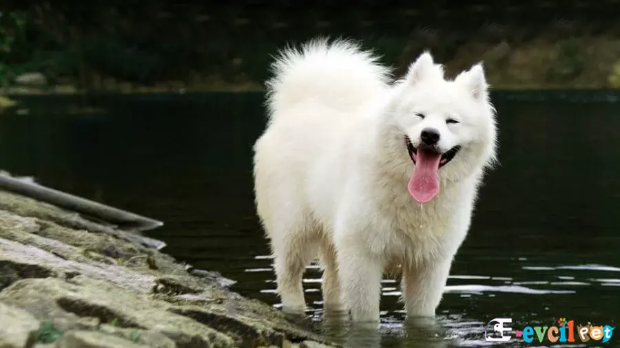 Samoyed Samoyed Sağlık Sorunları Hastalıkları