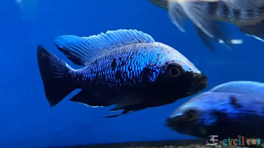 Copadichromis trewavasae Akvaryumu