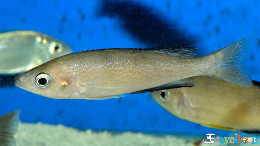 Cyprichromis Microlepidotus
