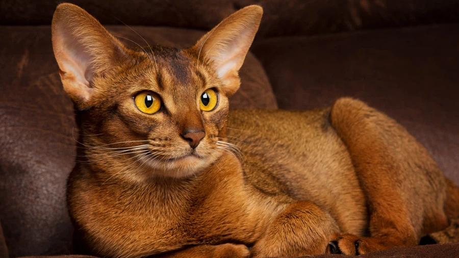 Habeş (Abyssinian) Bakımı ve Beslenmesi