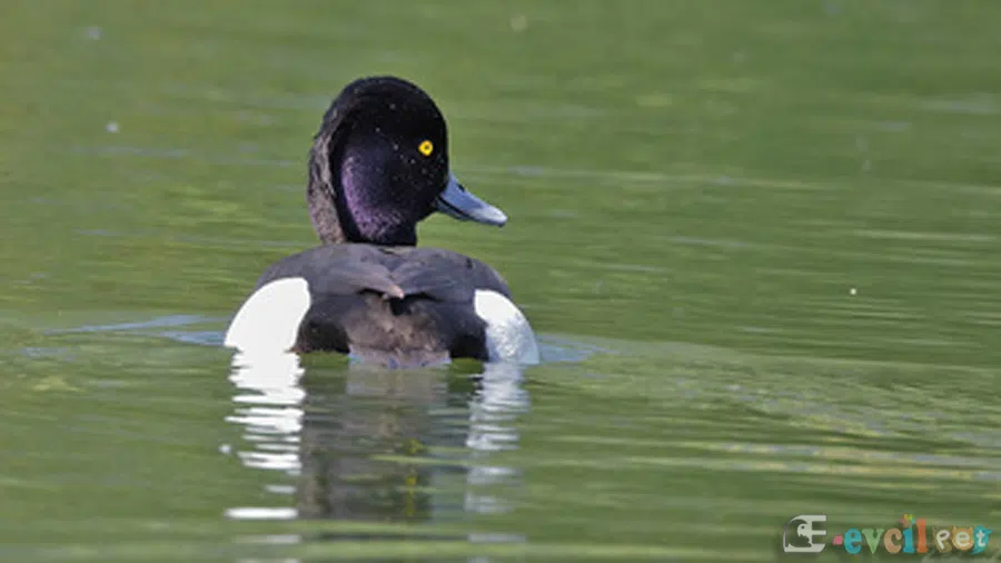 Tepeli Patka (Aythya fuligula)  gölde