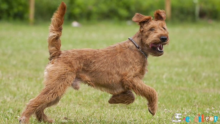 Irısh Terrier (İrlanda Teriyeri) Karakter Özellikleri