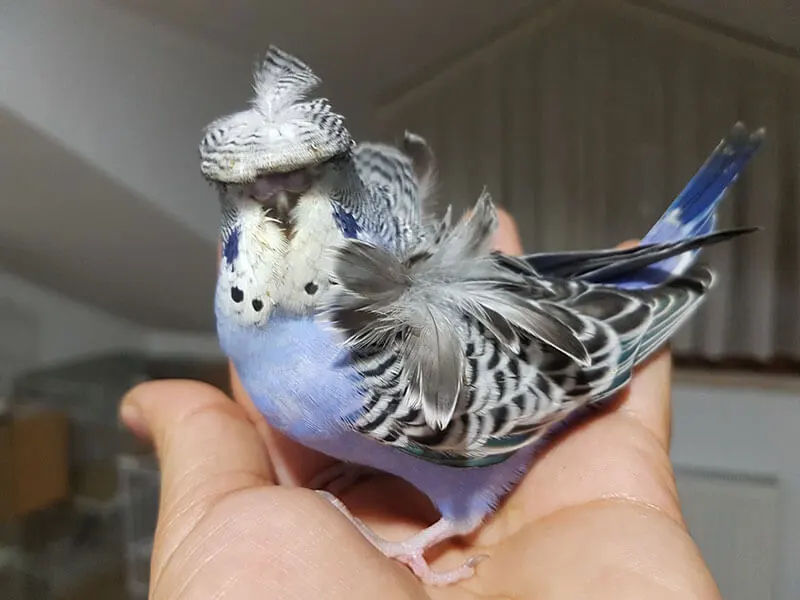 Japones Muhabbet Kuşu