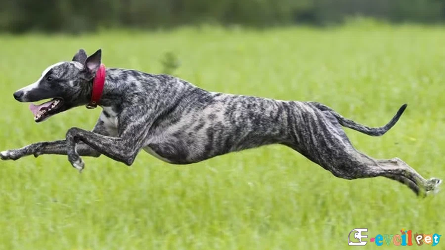 Greyhound Bakımı ve Beslenmesi