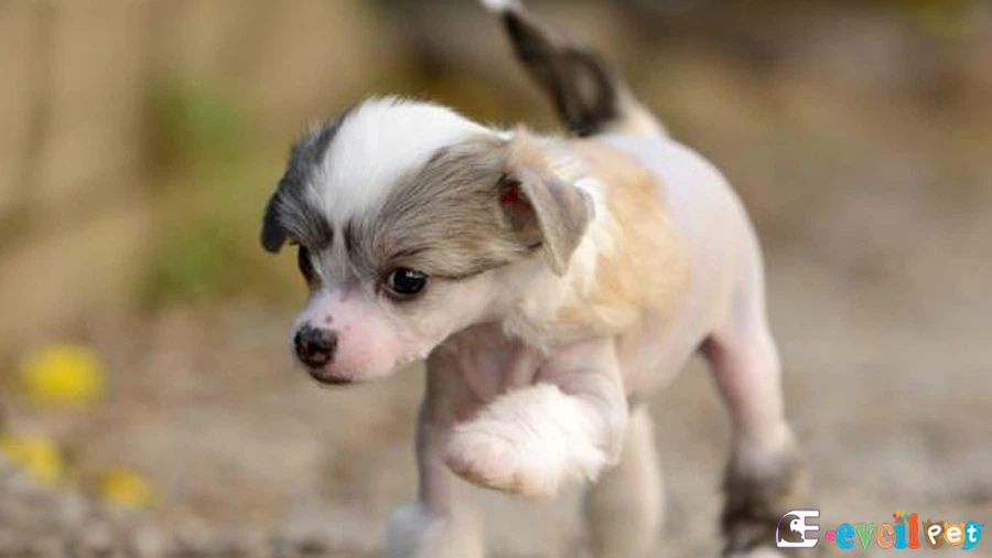 Tüysüz Çin Köpeği Cinsi (Chinese Crested) Temel Eğitimi ve Tuvalet Eğitimi