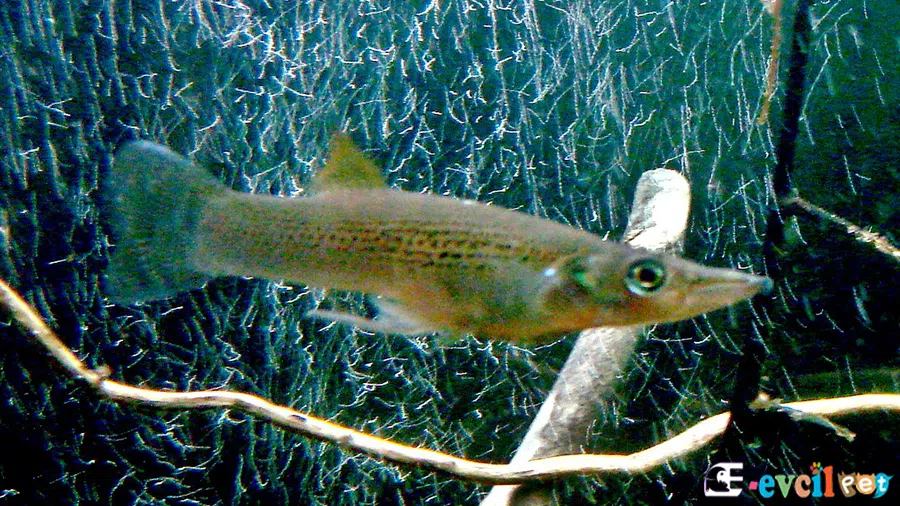 Belonesox Belizanus