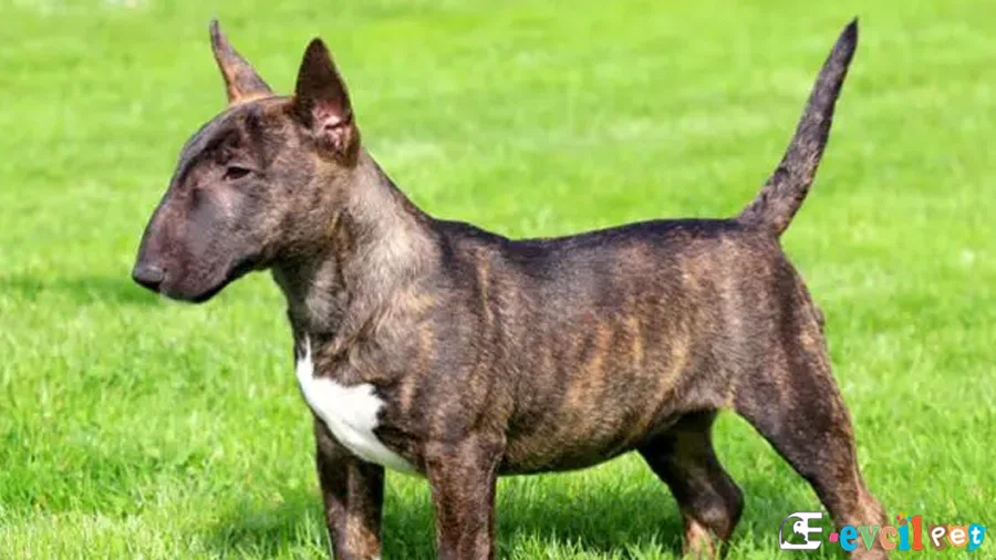 Bull Terrier Temel Eğitimi ve Tuvalet Eğitimi
