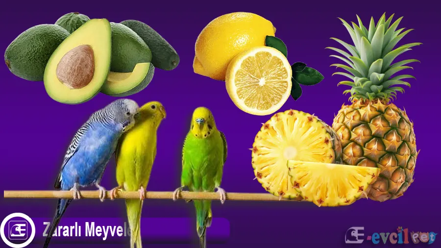 Muhabbet Kuşları İçin Zararlı Meyveler
